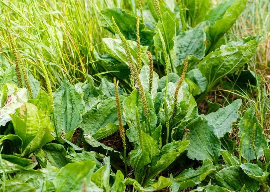 PEACEFUL PLANTAIN