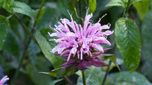 Load image into Gallery viewer, BEAUTIFUL BEE BALM
