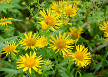 Load image into Gallery viewer, EASY ELECAMPANE
