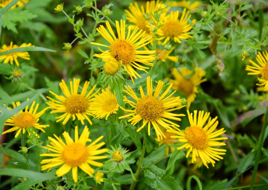 EASY ELECAMPANE