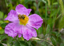 Load image into Gallery viewer, REMARKABLE ROCK ROSE
