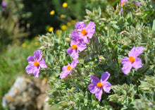 Load image into Gallery viewer, REMARKABLE ROCK ROSE
