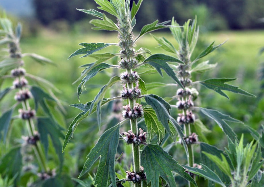 MELLOW MOTHERWORT