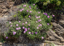 Load image into Gallery viewer, REMARKABLE ROCK ROSE
