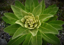 Load image into Gallery viewer, MARVELOUS MULLEIN
