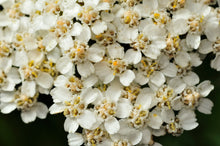 Load image into Gallery viewer, &#39;NO MORE SORROW&#39; YARROW
