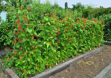 Load image into Gallery viewer, PERMA RUNNER BEANS
