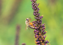 Load image into Gallery viewer, INCREDIBLE INDIGO
