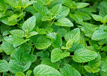 Load image into Gallery viewer, LOVELY LEMON BALM

