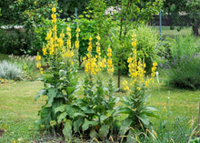 Load image into Gallery viewer, MARVELOUS MULLEIN
