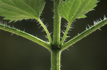 Load image into Gallery viewer, PERMA SPINACH - Wild Stinging Nettle
