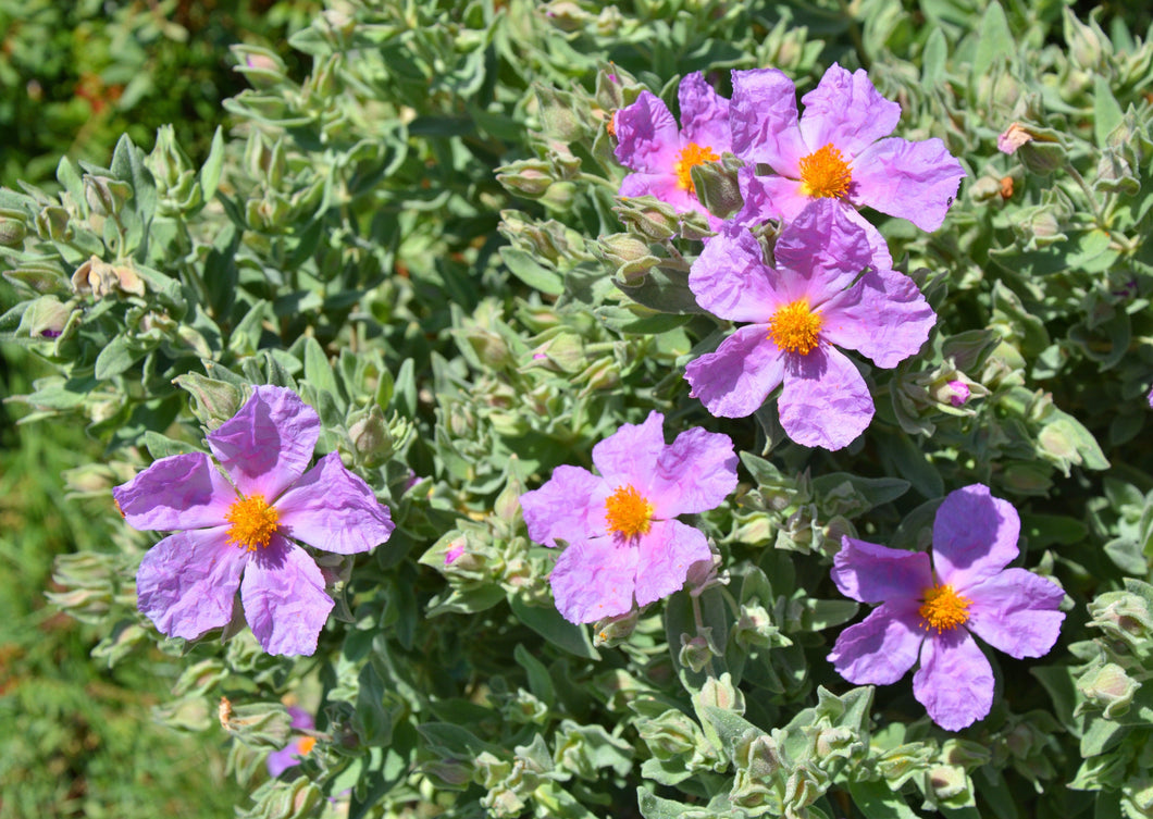 REMARKABLE ROCK ROSE