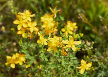 Load image into Gallery viewer, SOOTHING ST. JOHN&#39;S WORT
