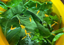 Load image into Gallery viewer, COZY CALENDULA
