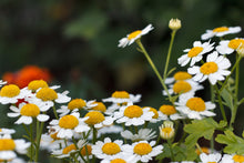 Load image into Gallery viewer, FAITHFUL FEVERFEW
