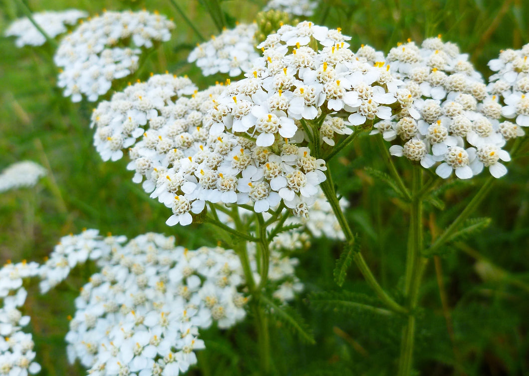 'NO MORE SORROW' YARROW