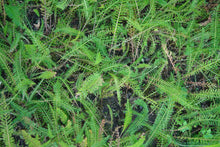 Load image into Gallery viewer, &#39;NO MORE SORROW&#39; YARROW
