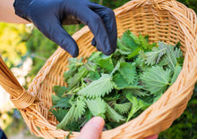 Load image into Gallery viewer, PERMA SPINACH - Wild Stinging Nettle

