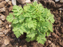 Load image into Gallery viewer, FAITHFUL FEVERFEW
