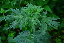 Load image into Gallery viewer, MELLOW MOTHERWORT
