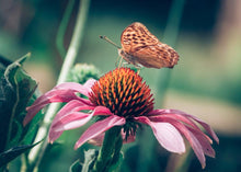Load image into Gallery viewer, EMPOWERED ECHINACEA
