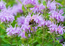 Load image into Gallery viewer, BEAUTIFUL BEE BALM
