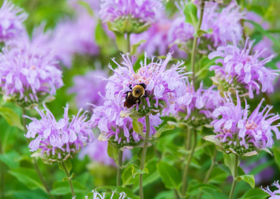 BEAUTIFUL BEE BALM