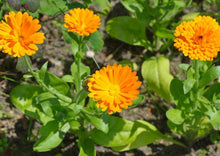 Load image into Gallery viewer, COZY CALENDULA
