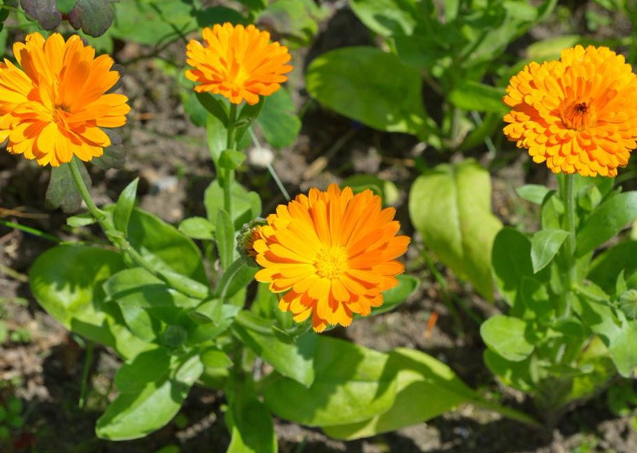 COZY CALENDULA