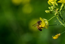 Load image into Gallery viewer, PERMA ARUGULA - Wild Rocket

