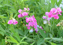 Load image into Gallery viewer, PERMA SWEET PEA
