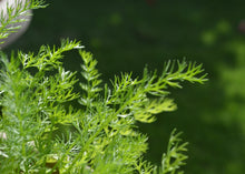 Load image into Gallery viewer, PERMA FENNEL - Carosella Perpetual
