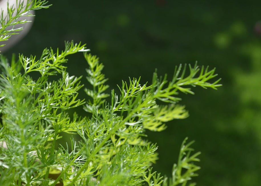 PERMA FENNEL - Carosella Perpetual
