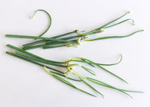 Load image into Gallery viewer, PERMA ONIONS - Walking Onions
