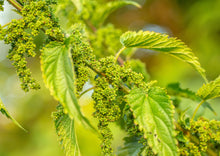 Load image into Gallery viewer, PERMA SPINACH - Wild Stinging Nettle
