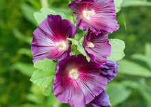 Load image into Gallery viewer, PERMA HOLLYHOCK - Purple
