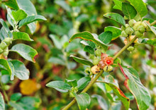 Load image into Gallery viewer, Ashwaganda / Withania in Fruit

