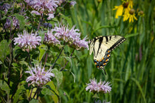 Load image into Gallery viewer, BEAUTIFUL BEE BALM
