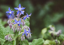 Load image into Gallery viewer, BRAVE BORAGE
