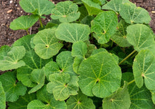 Load image into Gallery viewer, PERMA HOLLYHOCK - Purple
