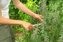 Load image into Gallery viewer, MELLOW MOTHERWORT
