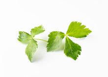 Load image into Gallery viewer, PERMA PARSLEY - Mitsuba
