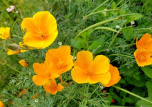 Load image into Gallery viewer, CALMING CALIFORNIA POPPY
