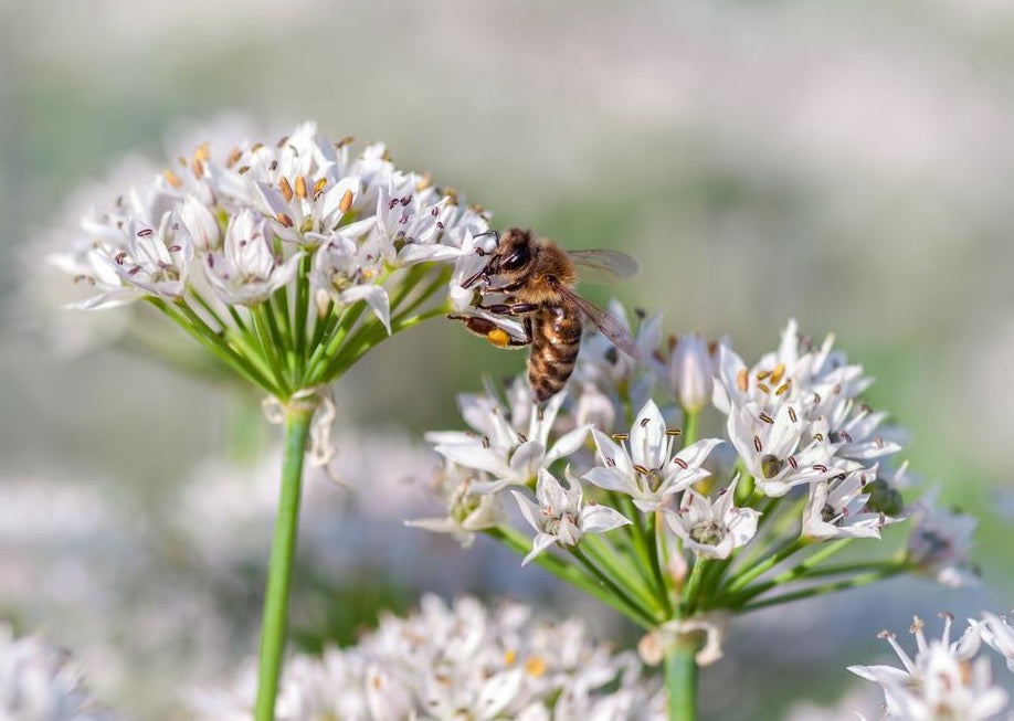 PERMA GARLIC - Garlic Chives