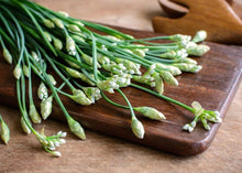 Load image into Gallery viewer, PERMA GARLIC - Garlic Chives
