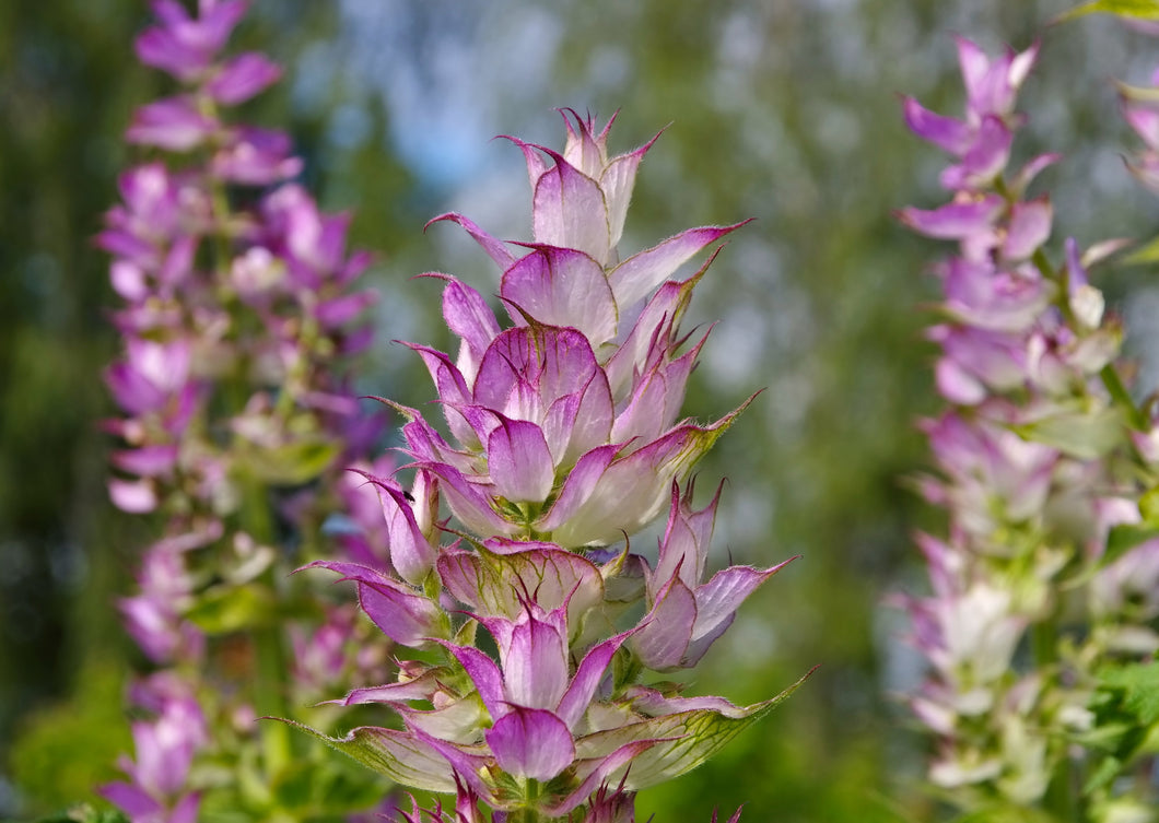 CAPTIVATING CLARY SAGE