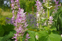 Load image into Gallery viewer, CAPTIVATING CLARY SAGE
