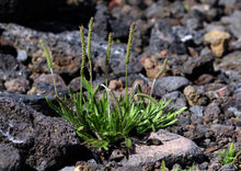 Load image into Gallery viewer, PERMA FRISÉE - Minutina
