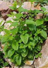 Load image into Gallery viewer, LOVELY LEMON BALM
