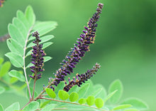 Load image into Gallery viewer, INCREDIBLE INDIGO
